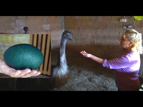 Od jednog jajeta ručak za četvoro, emu se sve češće viđa u našim dvorištima