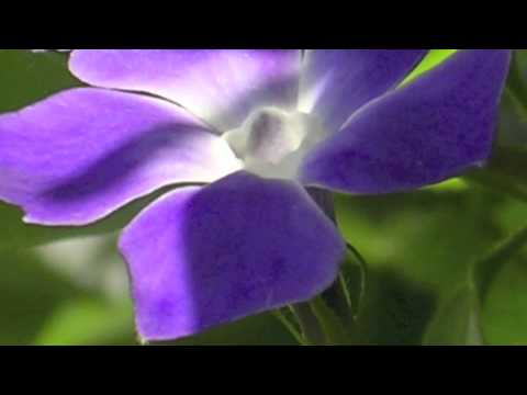 To The LAX of The Clarion 2011.mov