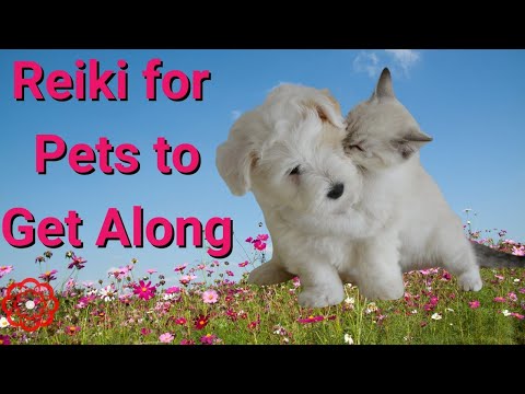 Reiki for Animals to Get Along 💮