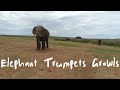 SFX Elephant Trumpets Growls
