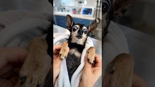 ALGO INESPERADO ACONTECEU DURANTE O EXAME DO ZORRO