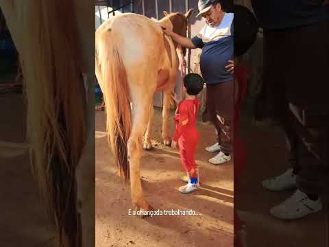 🐎✨ MENINO DE 5 ANOS REALIZA UM SONHO EM PARDINHO SP #cavalos #horse