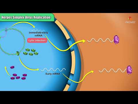 Herpes simplex virus replication Steps   Microbiology Animations