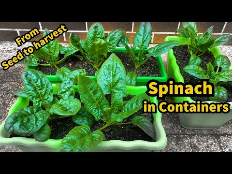 Growing Spinach from Seed to Harvest in Containers  - Step by Step
