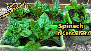 Growing Spinach from Seed to Harvest in Planters - Container Garden