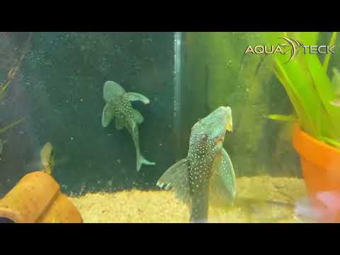 AQUA TECK "Wels Special"