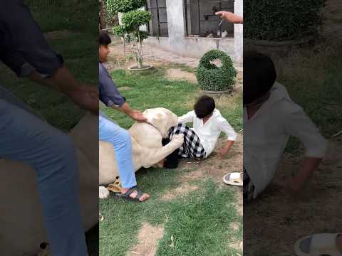 Lion attacks the lion trainer😨😱#lion #attack #lionhub #shorts