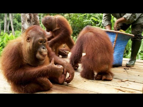 A Young Orangutan Gets Put on a Strict Diet