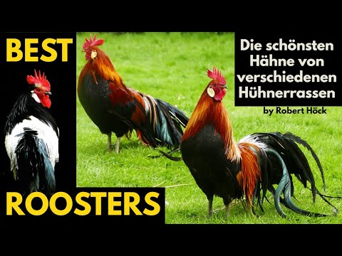 BIG COMPILATION! The best crowing roosters from Silkie bantam chicken to ornamental Phoenix rooster