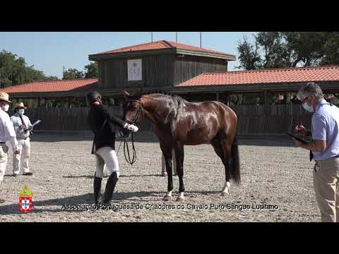 210717 1 Marquês do Lis - Aprovação de Garanhões