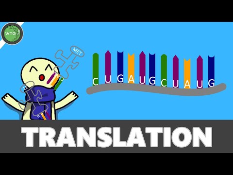 [ Biologie ] - TRANSLATION IN NUR 3 MINUTEN ERKLÄRT?!?! - WTG