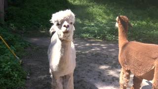 preview picture of video 'Male Alpacas at Bella Alpacas in New Milford, CT'