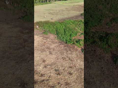 DJI mini 3 sobrevoando os campos de São João Batista MA