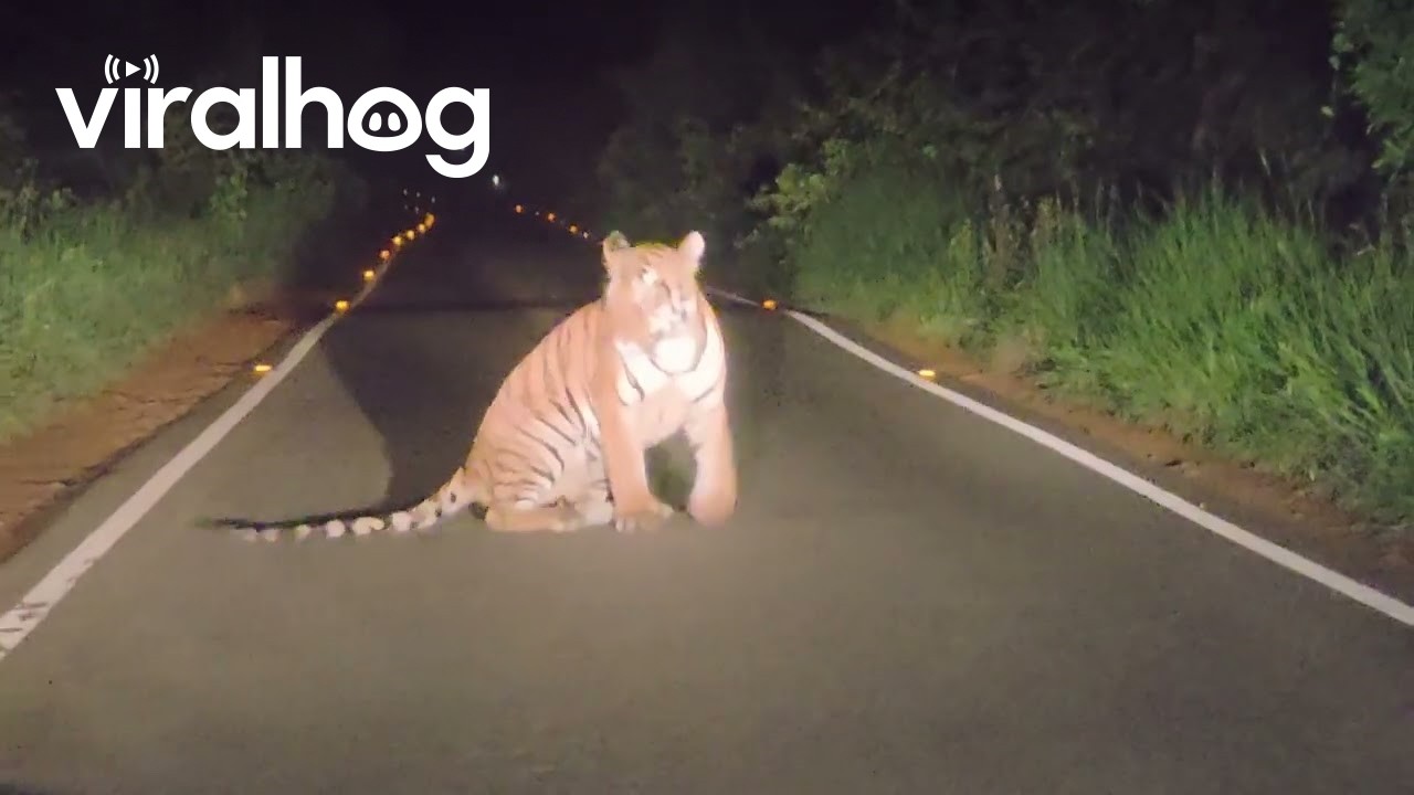 Coming Upon a Tiger Sleeping on the Road || ViralHog