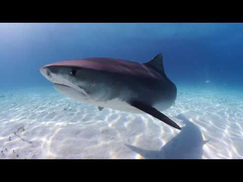 Nadando com tubarões-tigre