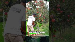 Download lagu It's like a real apple tree bearing lots of fruit being cut down #shorts #ai @kebunology mp3