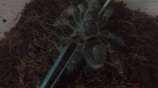 Tarantula Hakkında Bilgi (Kendi Tarantulam)