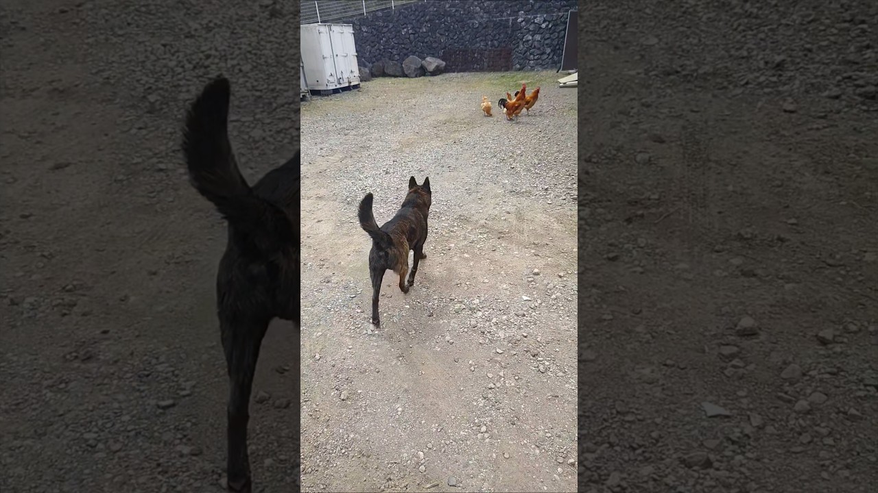 事故が起こる５秒前 #犬のいる暮らし #犬動画 #犬のいる生活 #犬