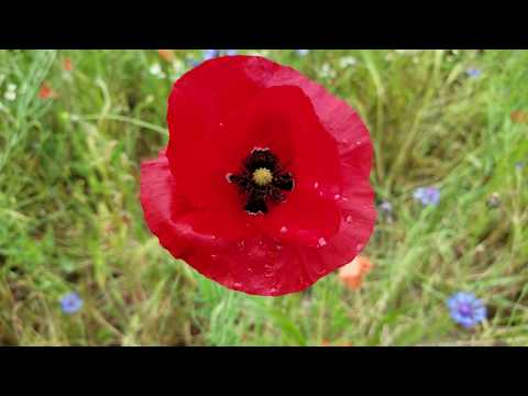 Klatschmohn #PapaverRhoeas #LoveNature #RoteBlume #Sommerwiese