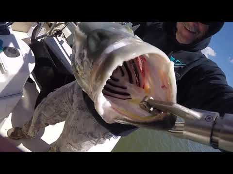Catching Giant Bluefish in South Jersey