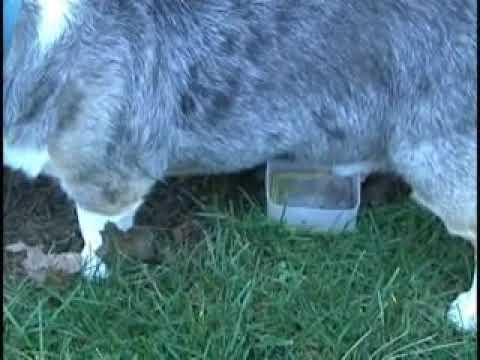 Collecting a urine specimen from your dog – Male | Surrey, British Columbia | Snowden Veterinary  Services Inc