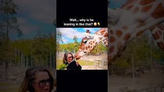 Giraffe Leans In Close to a Woman