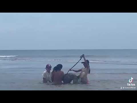 Kratos - Kesha y Maya se divierten en la Playa (Versión TikTok) | Casi un MES en la PLAYA