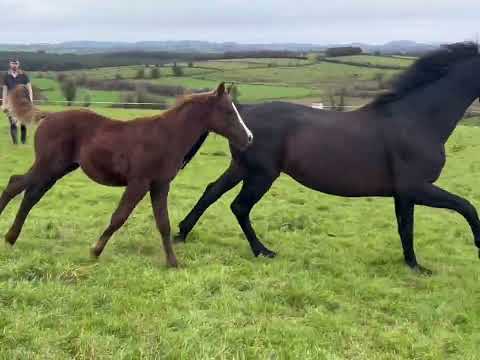Contagio Z colt out of proven Quality Time dam - Image 2