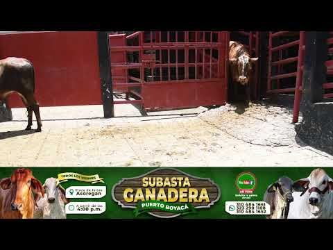 Lote 64 Subasta 11 de Septiembre de 2026