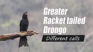 Download lagu Greater Racket tailed Drongo different calls and sounds @IndianBirdVideos mp3