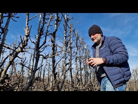 Monitoring miodówki w sadach gruszowych na starcie sezonu – dr Michał Pniak