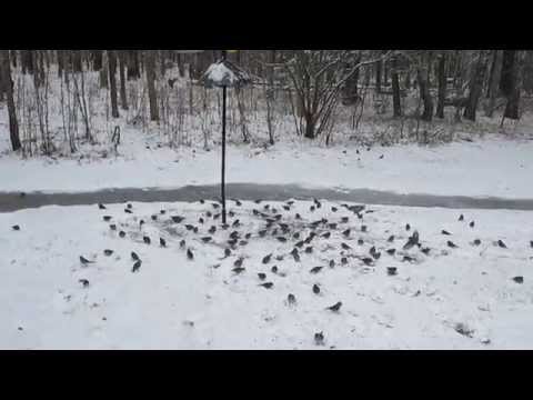 Spring snow birds 2073