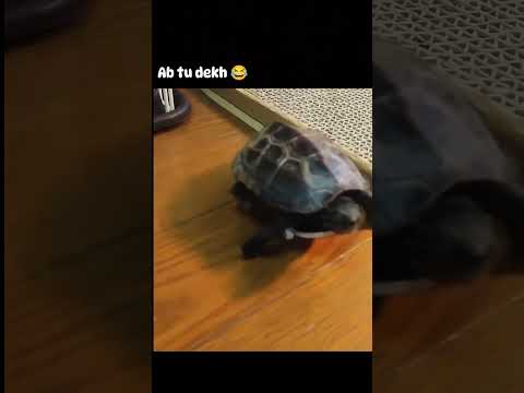 Very smart birroo 🤘😝 🕶️ #trending #ytshorts #comedy #viralvideo