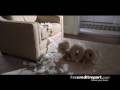 Free Credit Report Good 745