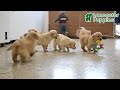 Golden Retriever dogs for sale: Muffin - Video 1