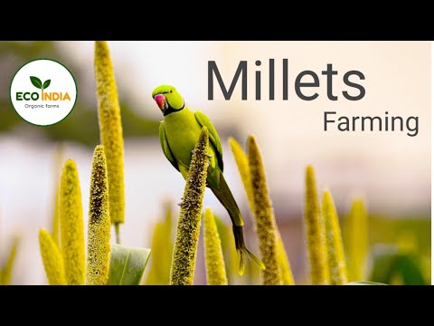 Eco India Video 1 thumbnail