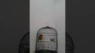 Download lagu suara burung lovebird memanggil lawan di lanjut ngekek , joos banget memancing labet bahan mp3