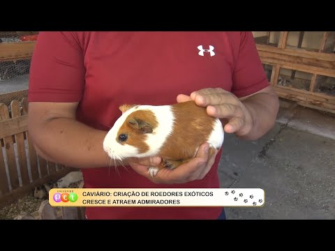 Caviário: Criação de roedores exóticos cresce e atraem admiradores 08 08 2022