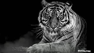 Download lagu story wa MACAN PUTIH 30 detik🙏 mp3