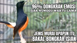 Download lagu PANCINGAN murai Batu FIGHTER BONGKAR MATERI KASAR !! Jadikan semua jenis murai apapun AUTO BUNYI mp3
