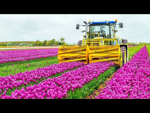 How 2 Billion Tulip Bulbs Are Produced and Harvested - Tulips Cultivation Technique in Green House
