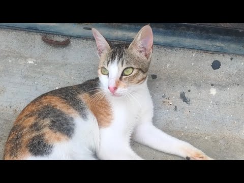 cute Bruno 🐈//cat videos//cute cat