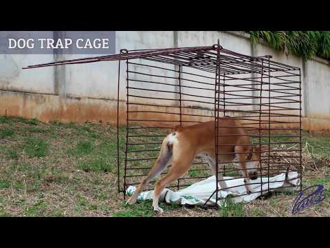 PAWSS Dog Trap Cage - How to catch a stray dog in Thailand
