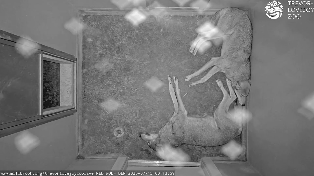 Live webcam view of Red Wolf Den at Trevor Zoo
