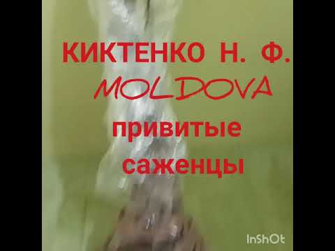 Саженцы КИКТЕНКО Н.Ф. (MOLD) прибыли в Чернигов. Saplings KIKTENKO N.F. (MOLD) arrived in Chernigov.