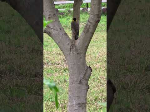 Pájaro Carpintero en un árbol de palta, en Dos Arroyos, Misiones, 3 de Septiembre de 2025.