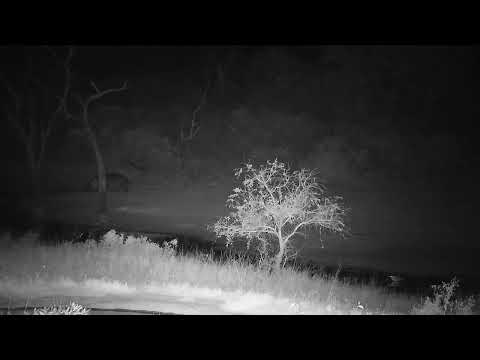 Djuma: Grey Heron and then Hippo out feeding at shallow end of dam - 02:55 - 09/15/2023