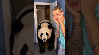 Who loves pandas?