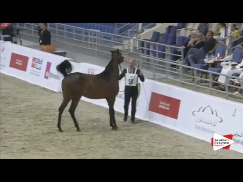 N.59 MAYADAH ALBIDAYER - Sharjah 2016 - 2 Years old Fillies (Class 3)