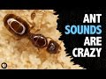 What Sound Does An Ant Make?